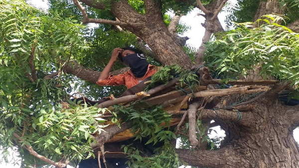 Migrant labour quarantine on neem tree in Udaipur Rajasthan Migrant labour quarantine on neem tree in Udaipur Rajasthan