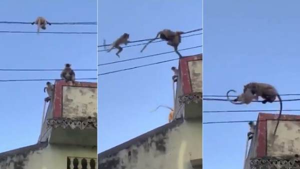 बंदर का बच्चा बिजली की तार पर फंस गया था