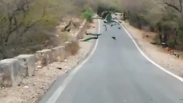ग्रामीण अंचल की सड़क पर नाच रहे मोर