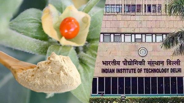 अश्वगंधा से कोरोना का इलाज संभव!