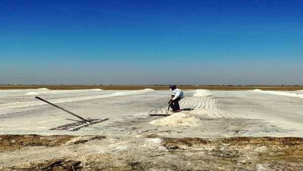 नकम उत्पादकों को उत्पादन घटने की सता रही है चिंता