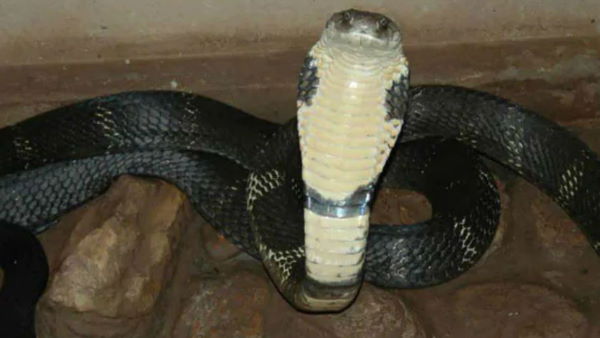 A child dies allegedly due to snake bite at a quarantine centre in Gaya A child dies allegedly due to snake bite at a quarantine centre in Gaya