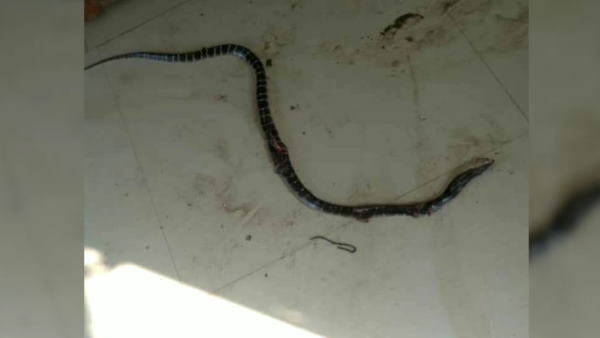 A youth died after snake bite in quarantine center A youth died after snake bite in quarantine center