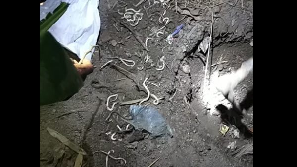 बच्चों ने चूहे के बिल में डाला पानी