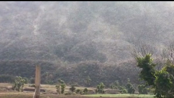 Tiddi dal Attack in Viratnagar Jaipur watch locust video Tiddi dal Attack in Viratnagar Jaipur watch locust video