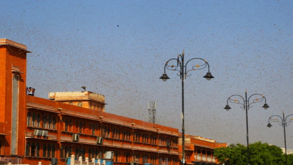 Tiddi Dal Attack on Jaipur City Locusts reached 12th floor, watch video Tiddi Dal Attack on Jaipur City Locusts reached 12th floor, watch video