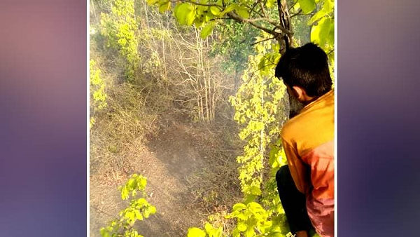 In Shahdol, villagers climbs on trees after seeing four tiger at Forest Area of Beohari In Shahdol, villagers climbs on trees after seeing four tiger at Forest Area of Beohari