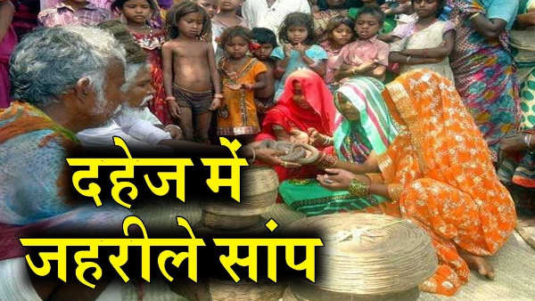 सांप पकड़ने का काम करता है गौरिया समुदाय