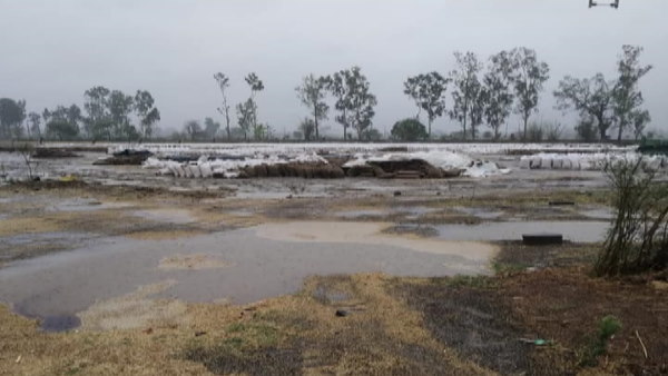 बड़वानी में 97 मिमी बारिश