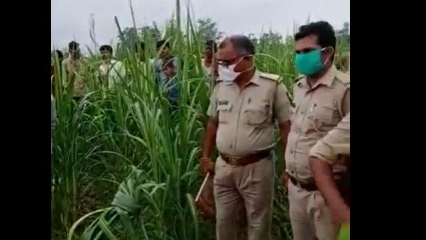 Lover found dead and girlfriend unconscious in crop field Lover found dead and girlfriend unconscious in crop field