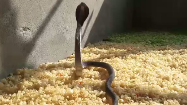 Cobra snake enters the crisp factory of Kota Video Goes viral Cobra snake enters the crisp factory of Kota Video Goes viral