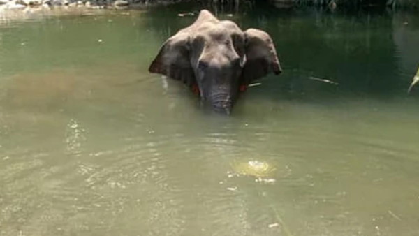 kerala Elephant Death: CM Pinarayi Vijayan promises strict action against culprits kerala Elephant Death: CM Pinarayi Vijayan promises strict action against culprits