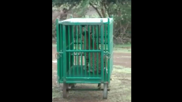 leopard enters in rajkot city, kills pets, the team of Wildlife Department caught by the cage leopard enters in rajkot city, kills pets, the team of Wildlife Department caught by the cage