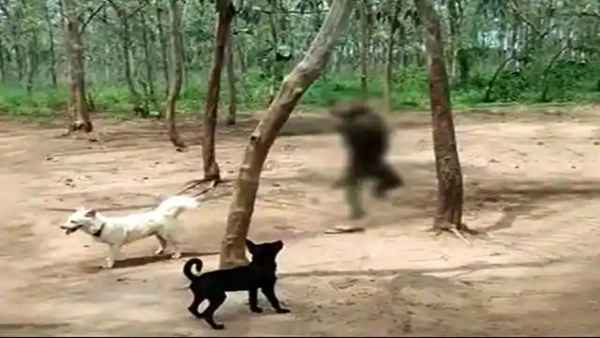 बेजुबान बंदर के साथ युवकों ने की ये दरिंदगी