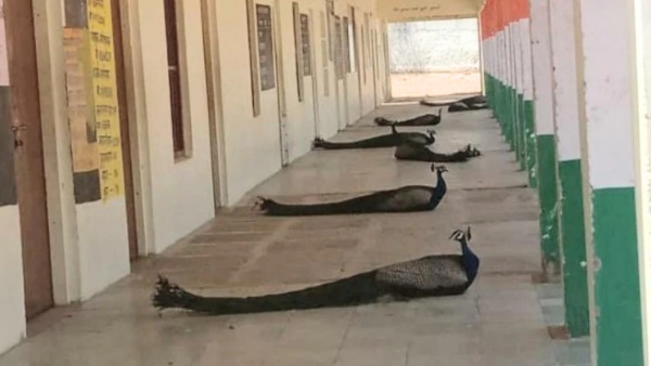 मोरों ने सिखाई सोशल डिस्टेंसिंग