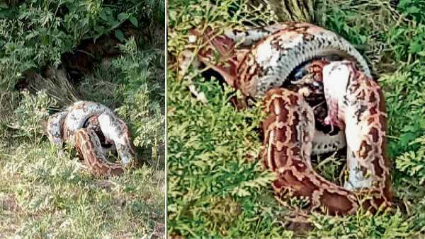 कुत्ते को निगल गया था अजगर