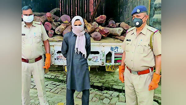 in jhajjar, A canter full of sandalwood caught by haryana police, the weight of the woods 20 quintals in jhajjar, A canter full of sandalwood caught by haryana police, the weight of the woods 20 quintals
