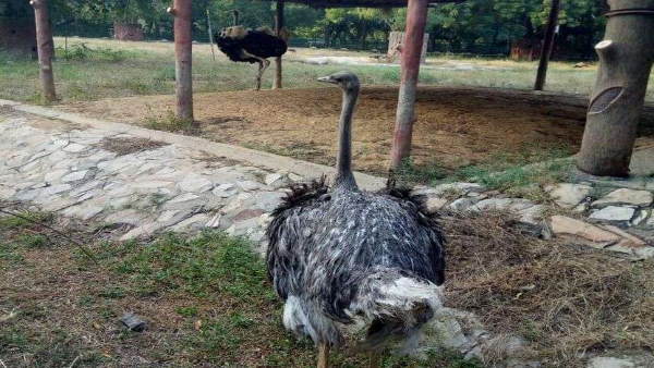 चेन्नई से लाईं गईं दो मादा