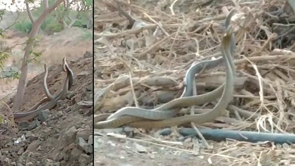 पहले यहां 2 सांपों का जोड़ा दिखा