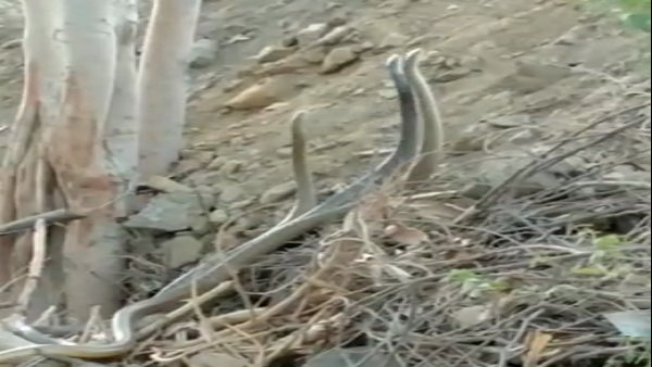 तीन सांपों को देख रिकॉर्ड किया वीडियो