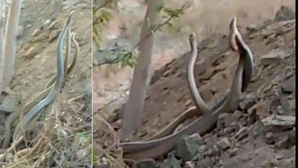राजकोट से 40 किमी दूर गांव की घटना