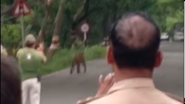 पीलीभीत टाइगर रिज़र्व वाले रोड की घटना