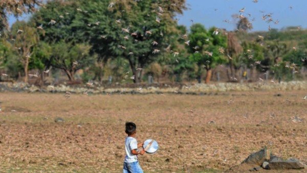 Swarms of locusts seen in several villages of Barmer Swarms of locusts seen in several villages of Barmer