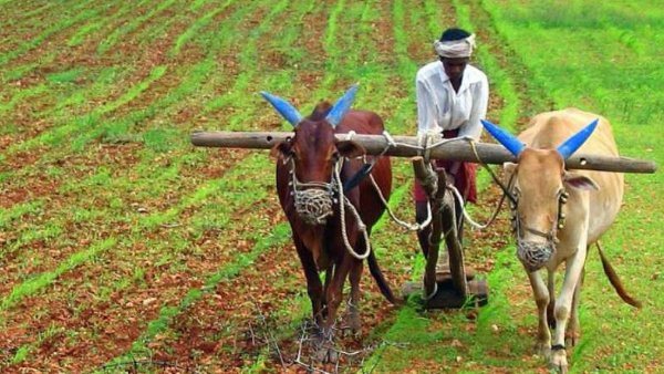 Agriculture Agriculture