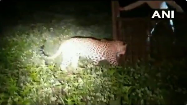 Madhya Pradesh Forest Ranger rescue leopard in indore video Madhya Pradesh Forest Ranger rescue leopard in indore video