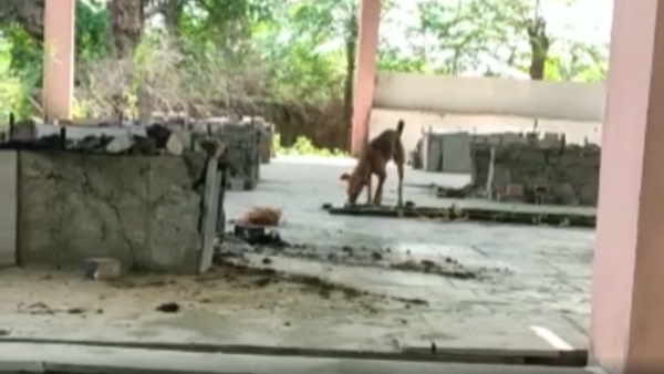 rohtas dog eaten corona patient dead boy people did complain rohtas dog eaten corona patient dead boy people did complain