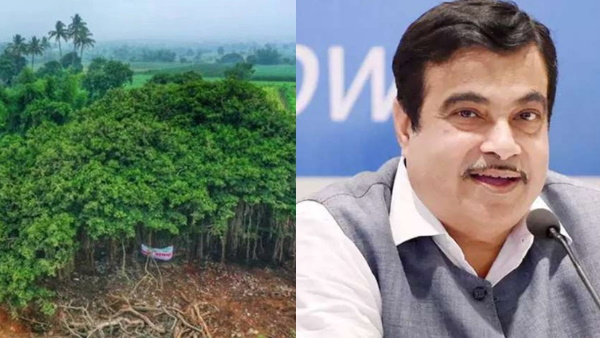 हाइवे के रास्ते में आ रहा था बरगद का पेड़