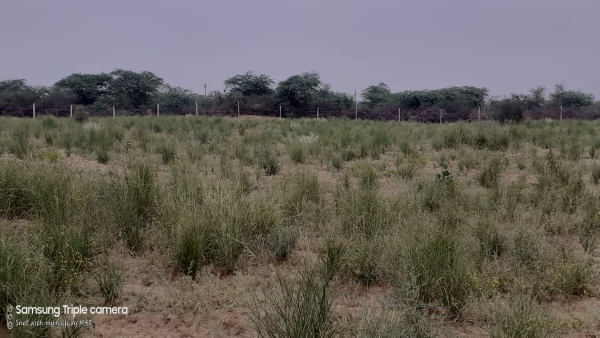 क्या होती है सेवण घास