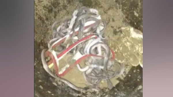 खुदाई के दौरान मिले सारे सांप