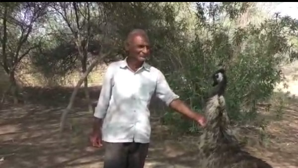 50 किमी की गति से लगाता है दौड़