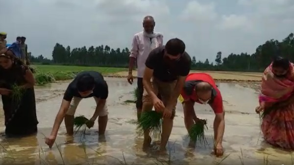 barabanki dm and sp planted paddy in the field barabanki dm and sp planted paddy in the field