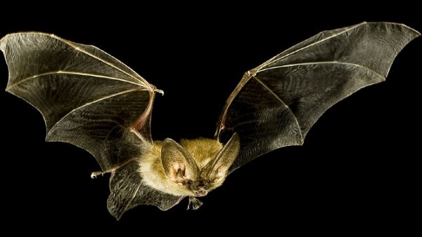 bat bat