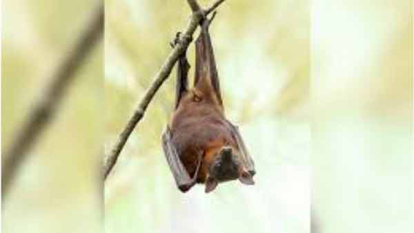 चमगादड़ों में बढ़े हुए प्रतिरक्षा का एक कारक उनके माहौल हो सकते हैं