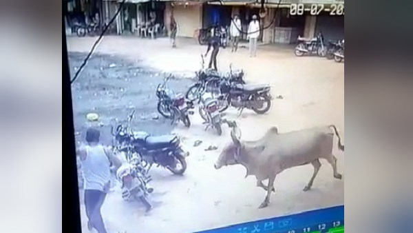 आखिर क्यों किया सांड ने इस तरह हमला?