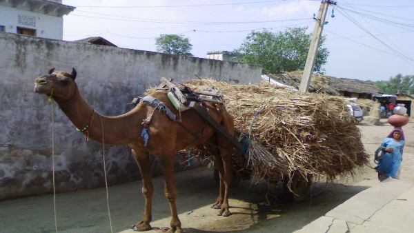 ऊंटगाड़ी चलाते थे मालीराम झाझड़िया
