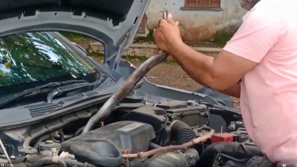 cobra snake rescued from car engine watch video cobra snake rescued from car engine watch video