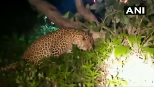 Madhya Pradesh Forest Ranger rescue leopard in indore video Madhya Pradesh Forest Ranger rescue leopard in indore video