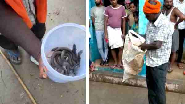 22 छोटे और दो बड़े सांप थे