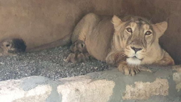 इस साल अब तक 85 एशियाई शेर मर गए