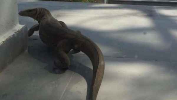 lizard, lizard,