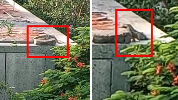 watch video: monitor lizard captured on the roof of the primary school at delhi watch video: monitor lizard captured on the roof of the primary school at delhi