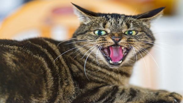cat cat
