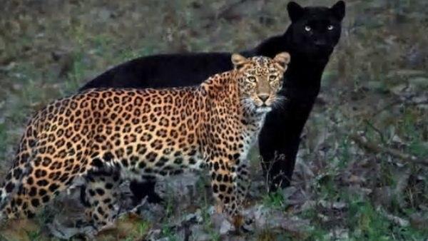 वाइल्ड लाइफ फोटोगाफर ने साक्षा की और दिया