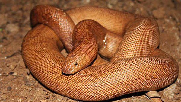 रेड सेंड बोआ यानी दोमुंहा सांप