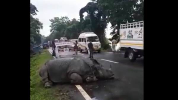 अब तक 8 गैंडों की मौत