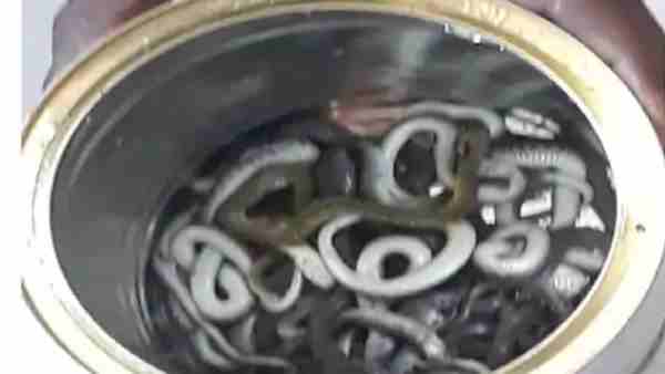 जंगल में सुरक्षित छोड़ गया
